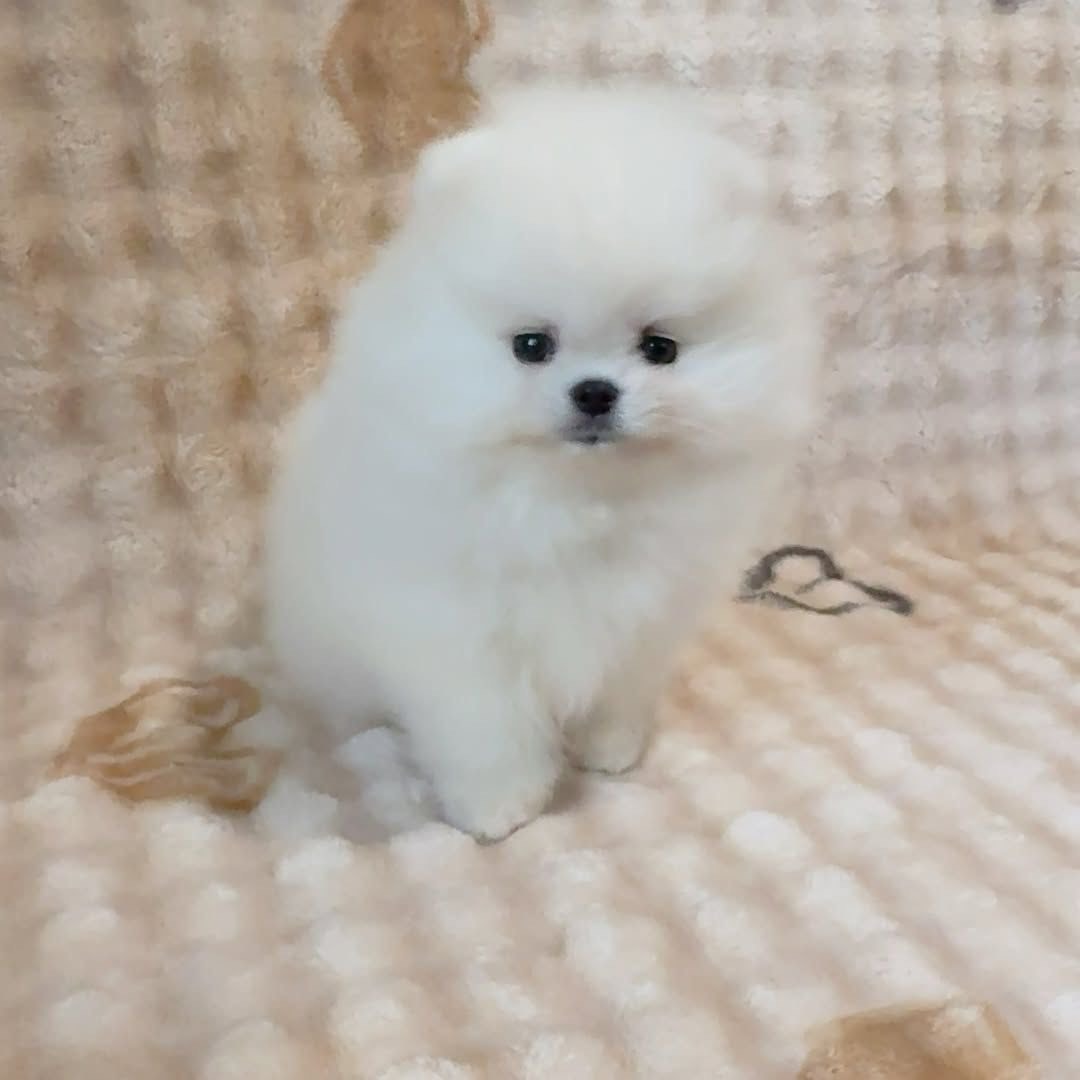 Adonis the Pomeranian puppy